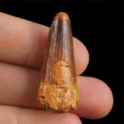 SKAMIENIAŁY ZĄB DINOZAURA Spinosaurus aegyptiacus - KREDA GÓRNA (CENOMAN) - ok. 95-100 mln lat