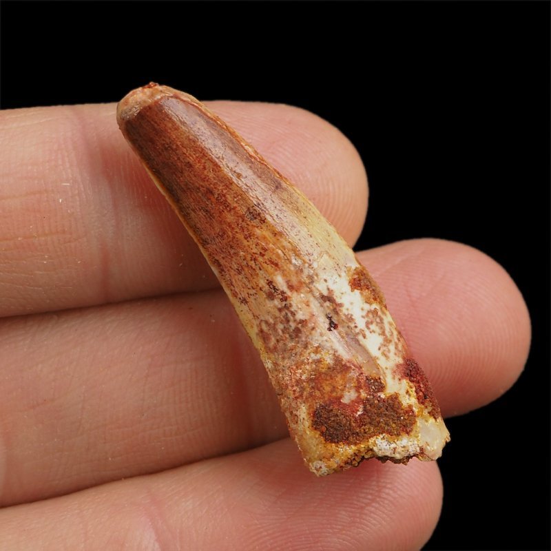 SKAMIENIAŁY ZĄB DINOZAURA Spinosaurus aegyptiacus - KREDA GÓRNA (CENOMAN) - ok. 95-100 mln lat