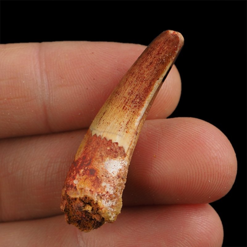 SKAMIENIAŁY ZĄB DINOZAURA Spinosaurus aegyptiacus - KREDA GÓRNA (CENOMAN) - ok. 95-100 mln lat
