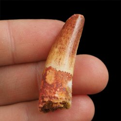 SKAMIENIAŁY ZĄB DINOZAURA Spinosaurus aegyptiacus - KREDA GÓRNA (CENOMAN) - ok. 95-100 mln lat