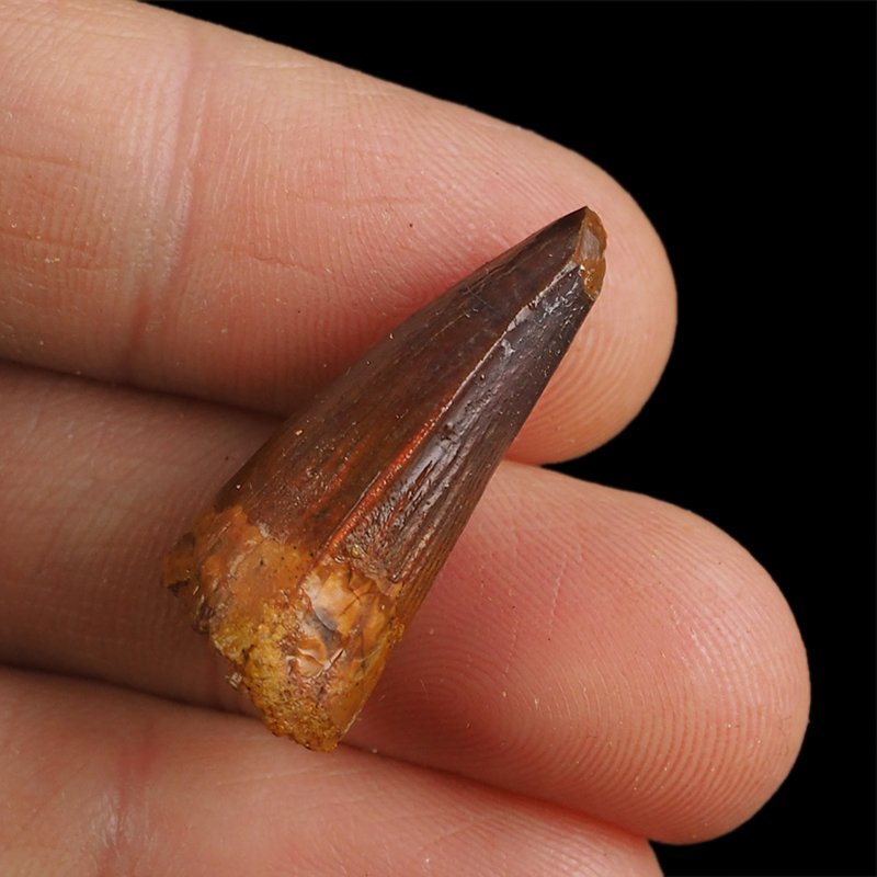 SKAMIENIAŁY ZĄB DINOZAURA Spinosaurus aegyptiacus - KREDA GÓRNA (CENOMAN) - ok. 95-100 mln lat