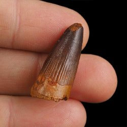 SKAMIENIAŁY ZĄB DINOZAURA Spinosaurus aegyptiacus - KREDA GÓRNA (CENOMAN) - ok. 95-100 mln lat