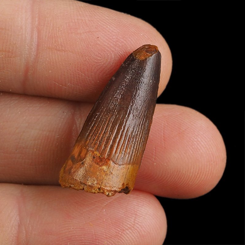 SKAMIENIAŁY ZĄB DINOZAURA Spinosaurus aegyptiacus - KREDA GÓRNA (CENOMAN) - ok. 95-100 mln lat
