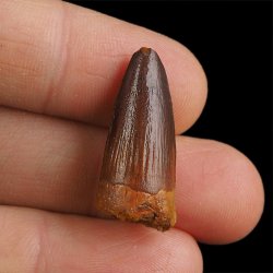 SKAMIENIAŁY ZĄB DINOZAURA Spinosaurus aegyptiacus - KREDA GÓRNA (CENOMAN) - ok. 95-100 mln lat