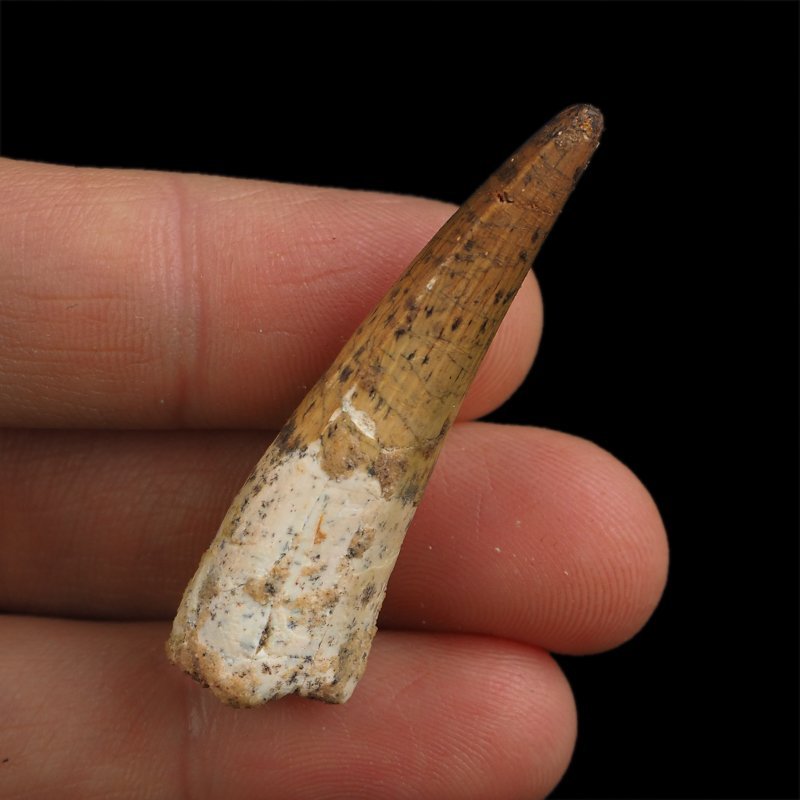 SKAMIENIAŁY ZĄB DINOZAURA Spinosaurus aegyptiacus - KREDA GÓRNA (CENOMAN) - ok. 95-100 mln lat
