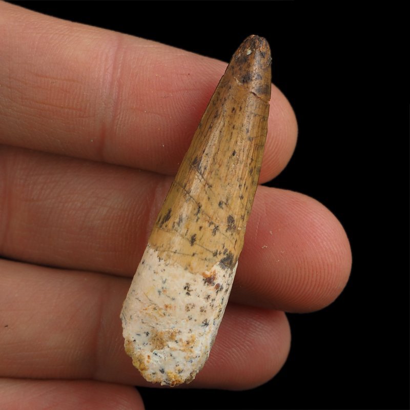 SKAMIENIAŁY ZĄB DINOZAURA Spinosaurus aegyptiacus - KREDA GÓRNA (CENOMAN) - ok. 95-100 mln lat