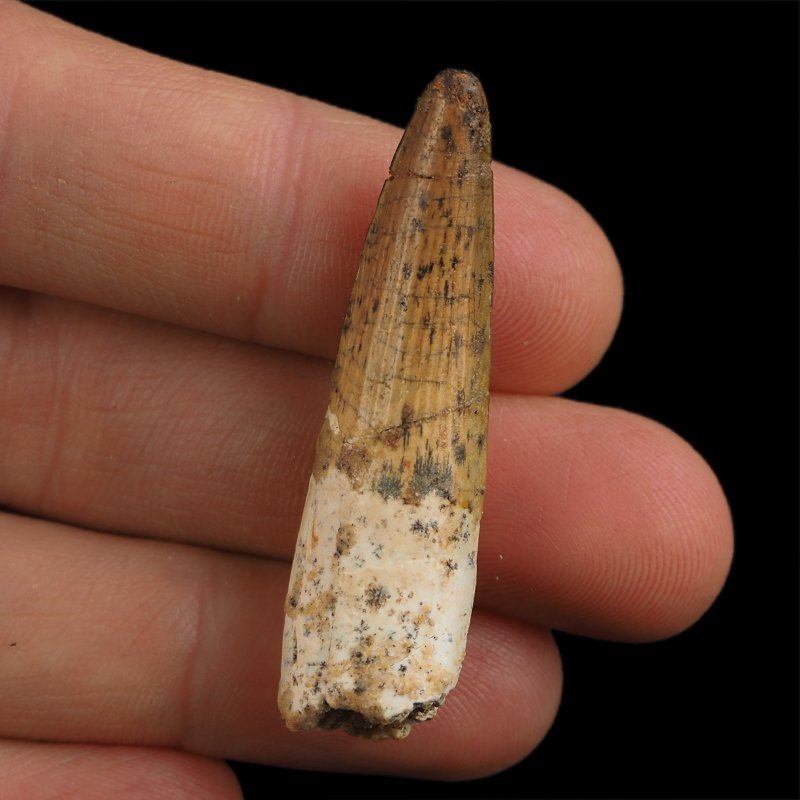 SKAMIENIAŁY ZĄB DINOZAURA Spinosaurus aegyptiacus - KREDA GÓRNA (CENOMAN) - ok. 95-100 mln lat