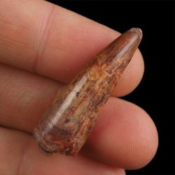 SKAMIENIAŁY ZĄB DINOZAURA Spinosaurus aegyptiacus - KREDA GÓRNA (CENOMAN) - ok. 95-100 mln lat