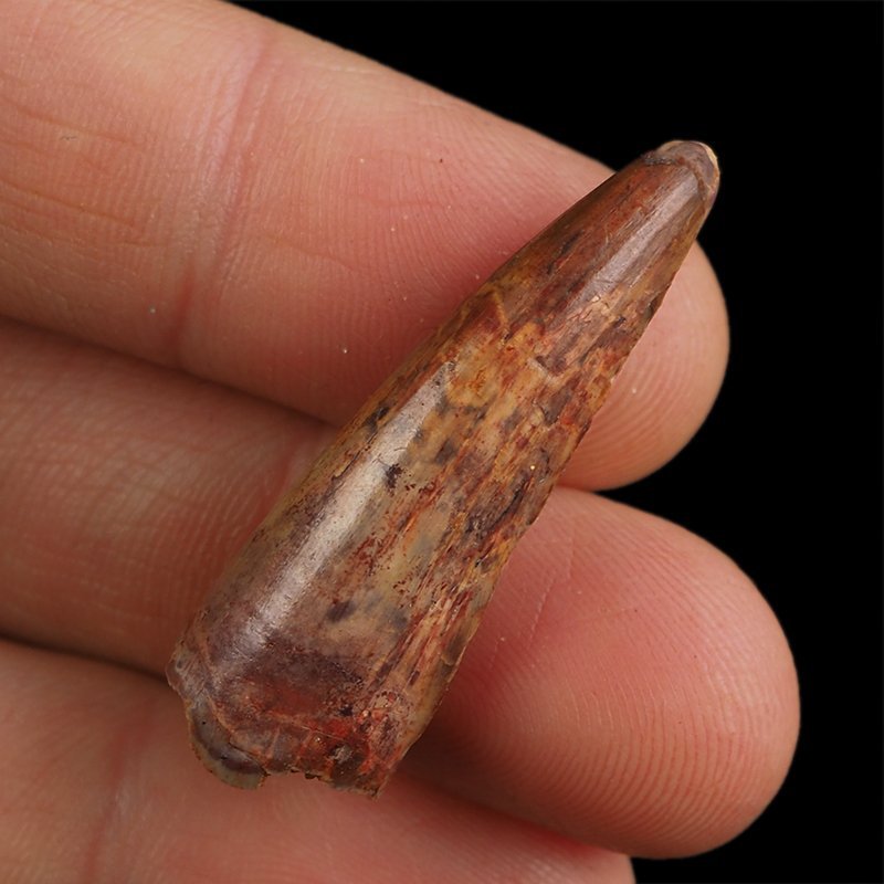 SKAMIENIAŁY ZĄB DINOZAURA Spinosaurus aegyptiacus - KREDA GÓRNA (CENOMAN) - ok. 95-100 mln lat
