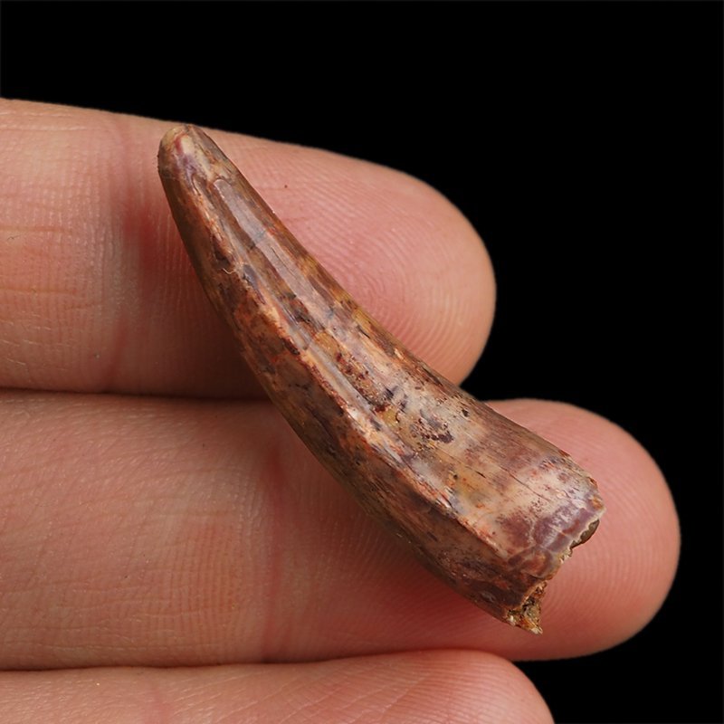 SKAMIENIAŁY ZĄB DINOZAURA Spinosaurus aegyptiacus - KREDA GÓRNA (CENOMAN) - ok. 95-100 mln lat