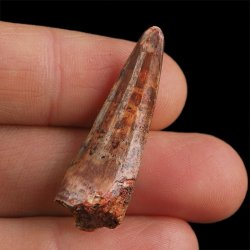 SKAMIENIAŁY ZĄB DINOZAURA Spinosaurus aegyptiacus - KREDA GÓRNA (CENOMAN) - ok. 95-100 mln lat