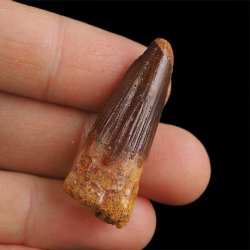 SKAMIENIAŁY ZĄB DINOZAURA Spinosaurus aegyptiacus - KREDA GÓRNA (CENOMAN) - ok. 95-100 mln lat