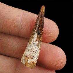 SKAMIENIAŁY ZĄB DINOZAURA Spinosaurus aegyptiacus - KREDA GÓRNA (CENOMAN) - ok. 95-100 mln lat
