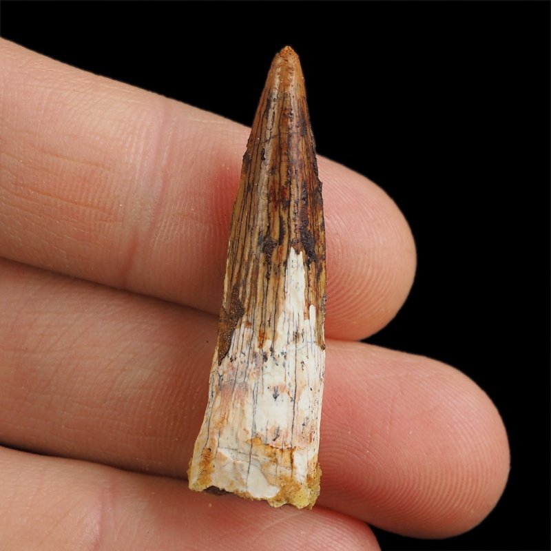 SKAMIENIAŁY ZĄB DINOZAURA Spinosaurus aegyptiacus - KREDA GÓRNA (CENOMAN) - ok. 95-100 mln lat