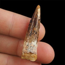 SKAMIENIAŁY ZĄB DINOZAURA Spinosaurus aegyptiacus - KREDA GÓRNA (CENOMAN) - ok. 95-100 mln lat
