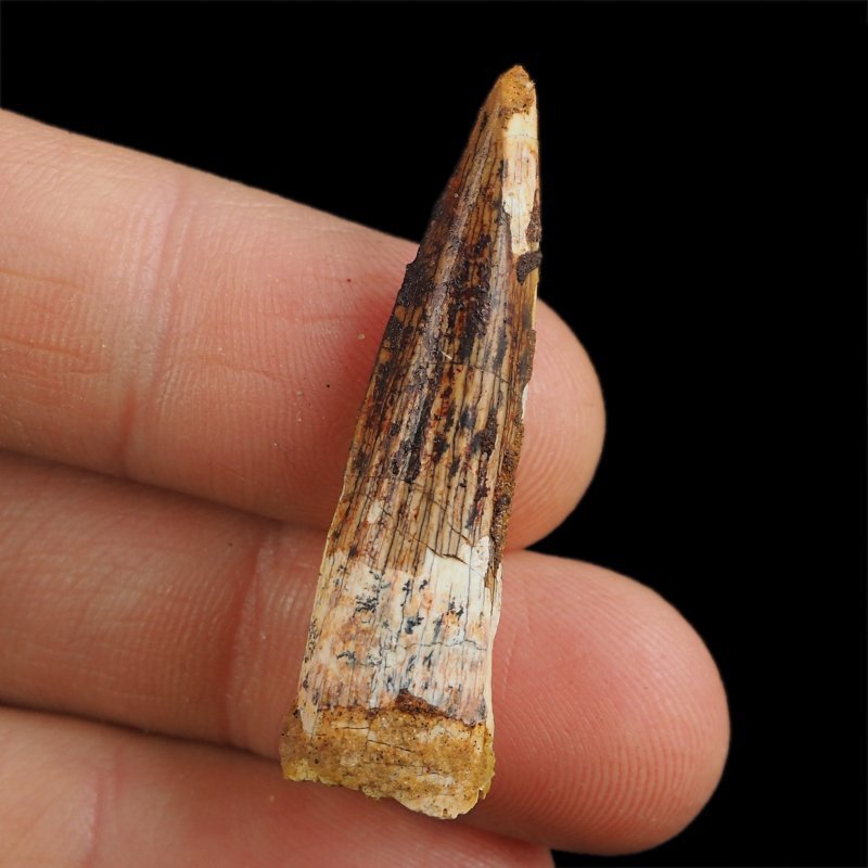 SKAMIENIAŁY ZĄB DINOZAURA Spinosaurus aegyptiacus - KREDA GÓRNA (CENOMAN) - ok. 95-100 mln lat