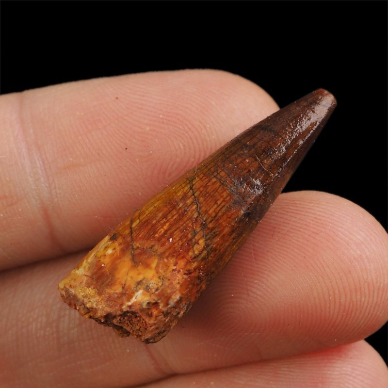 SKAMIENIAŁY ZĄB DINOZAURA Spinosaurus aegyptiacus - KREDA GÓRNA (CENOMAN) - ok. 95-100 mln lat