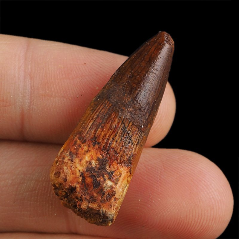 SKAMIENIAŁY ZĄB DINOZAURA Spinosaurus aegyptiacus - KREDA GÓRNA (CENOMAN) - ok. 95-100 mln lat