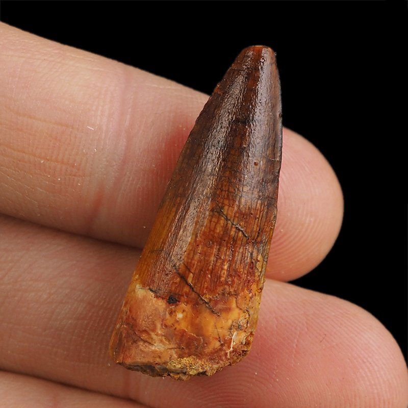 SKAMIENIAŁY ZĄB DINOZAURA Spinosaurus aegyptiacus - KREDA GÓRNA (CENOMAN) - ok. 95-100 mln lat