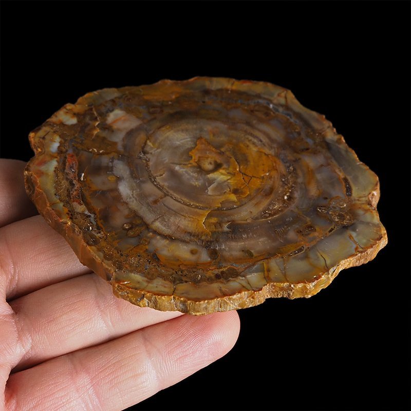 SKAMIENIAŁE DREWNO - PLASTER - 95 mm - MADAGASKAR