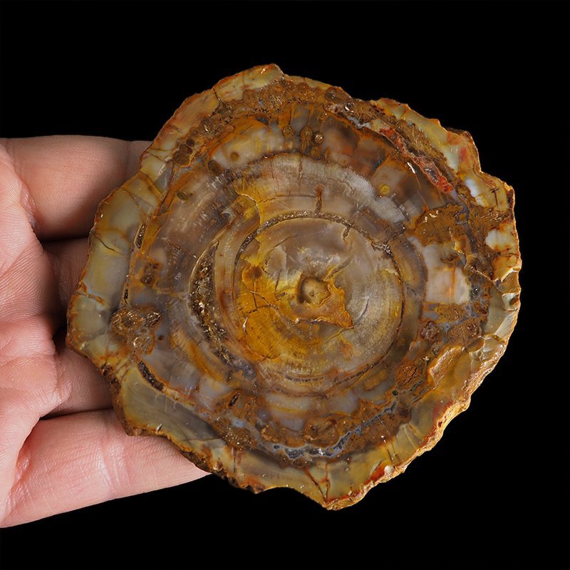 SKAMIENIAŁE DREWNO - PLASTER - 95 mm - MADAGASKAR