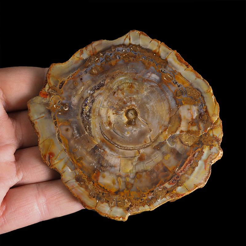 SKAMIENIAŁE DREWNO - PLASTER - 95 mm - MADAGASKAR