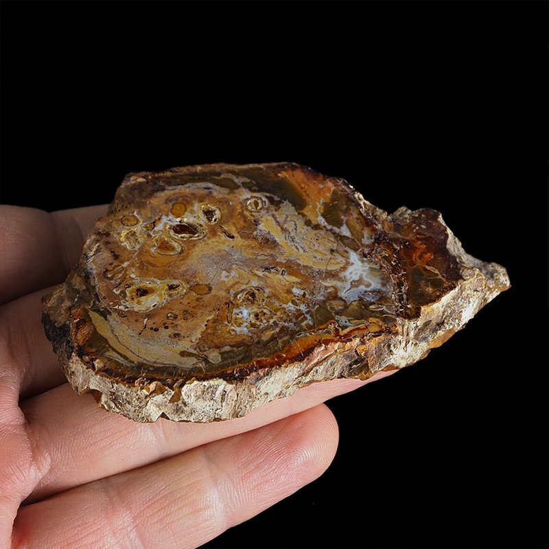 SKAMIENIAŁE DREWNO - PLASTER - 83 mm - MADAGASKAR