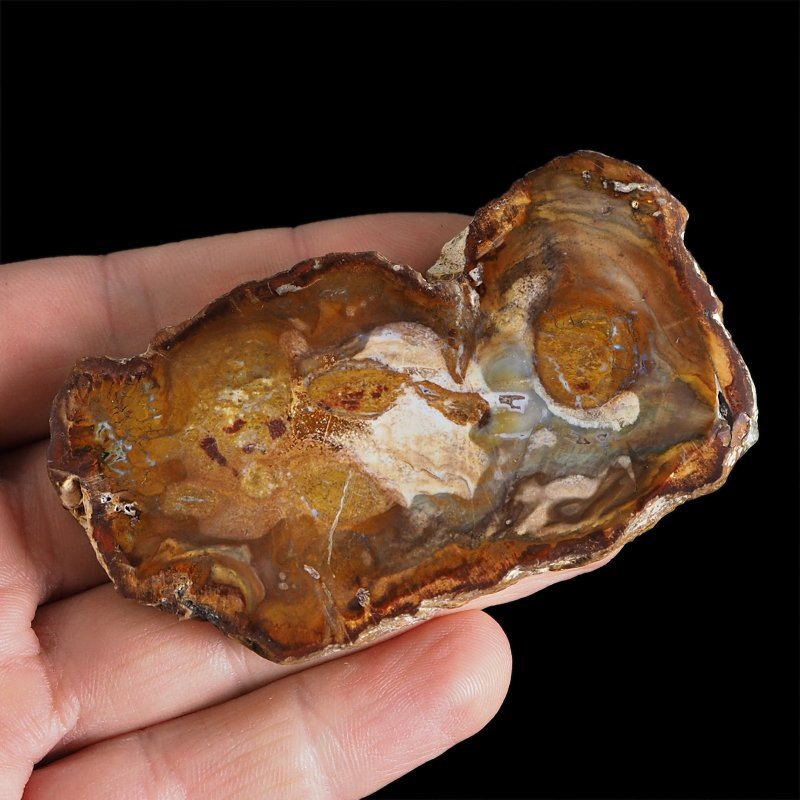 SKAMIENIAŁE DREWNO - PLASTER - 79 mm - MADAGASKAR