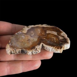 SKAMIENIAŁE DREWNO - PLASTER - 83 mm - MADAGASKAR