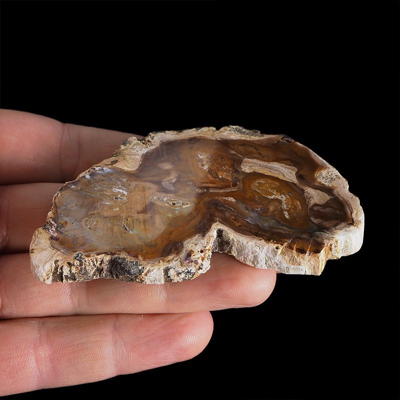 SKAMIENIAŁE DREWNO - PLASTER - 83 mm - MADAGASKAR