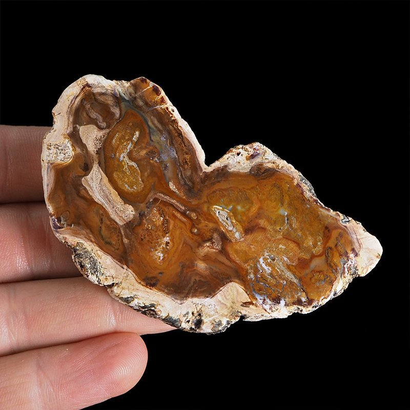 SKAMIENIAŁE DREWNO - PLASTER - 83 mm - MADAGASKAR