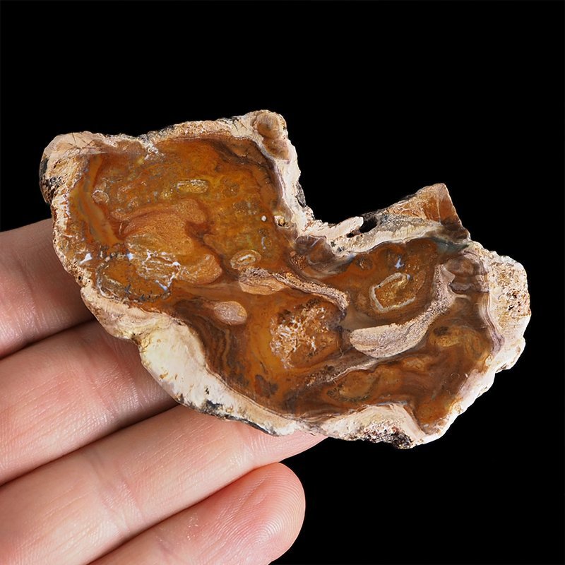 SKAMIENIAŁE DREWNO - PLASTER - 83 mm - MADAGASKAR
