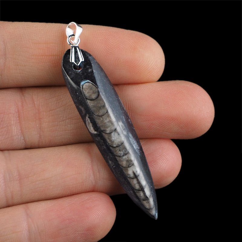 ORTHOCERAS - WISIOREK - 62 mm - DEWON - 390 MLN LAT
