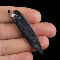 ORTHOCERAS - WISIOREK - 62 mm - DEWON - 390 MLN LAT