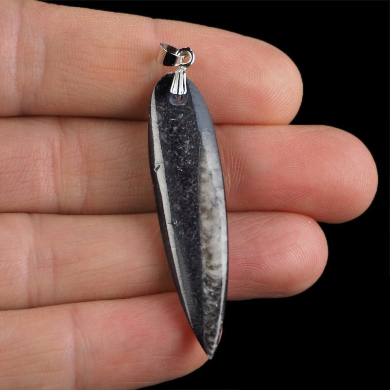 ORTHOCERAS - WISIOREK - 57 mm - DEWON - 390 MLN LAT