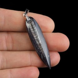 ORTHOCERAS - WISIOREK - 57 mm - DEWON - 390 MLN LAT