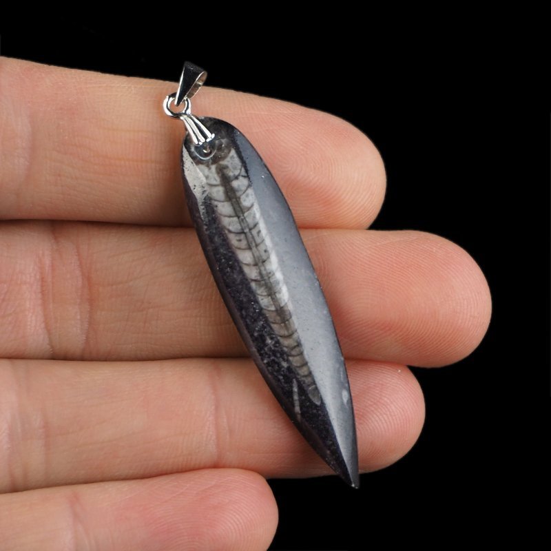ORTHOCERAS - WISIOREK - 57 mm - DEWON - 390 MLN LAT