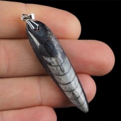 ORTHOCERAS - WISIOREK - 58 mm - DEWON - 390 MLN LAT
