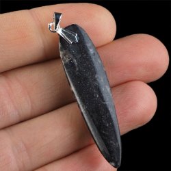 ORTHOCERAS - WISIOREK - 58 mm - DEWON - 390 MLN LAT