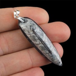 ORTHOCERAS - WISIOREK - 56 mm - DEWON - 390 MLN LAT