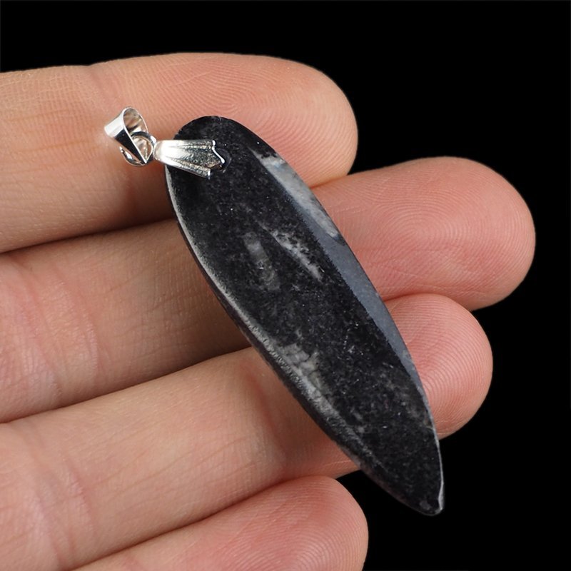 ORTHOCERAS - WISIOREK - 56 mm - DEWON - 390 MLN LAT