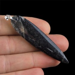 ORTHOCERAS - WISIOREK - 72 mm - DEWON - 390 MLN LAT