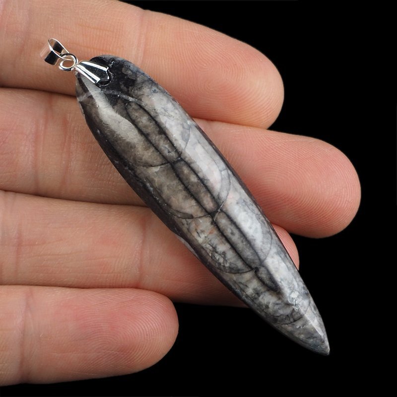 ORTHOCERAS - WISIOREK - 72 mm - DEWON - 390 MLN LAT