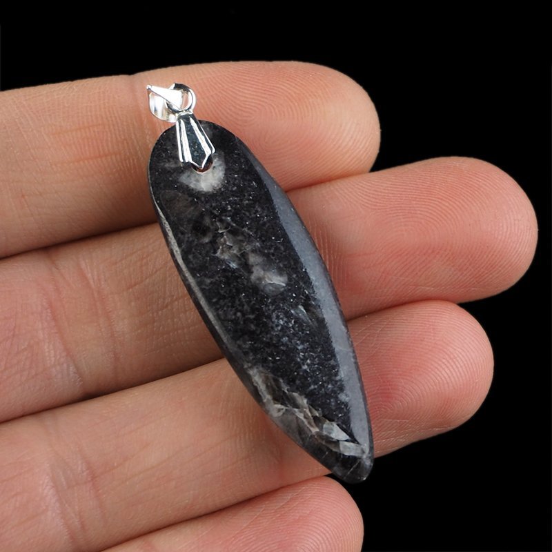 ORTHOCERAS - WISIOREK - 53 mm - DEWON - 390 MLN LAT