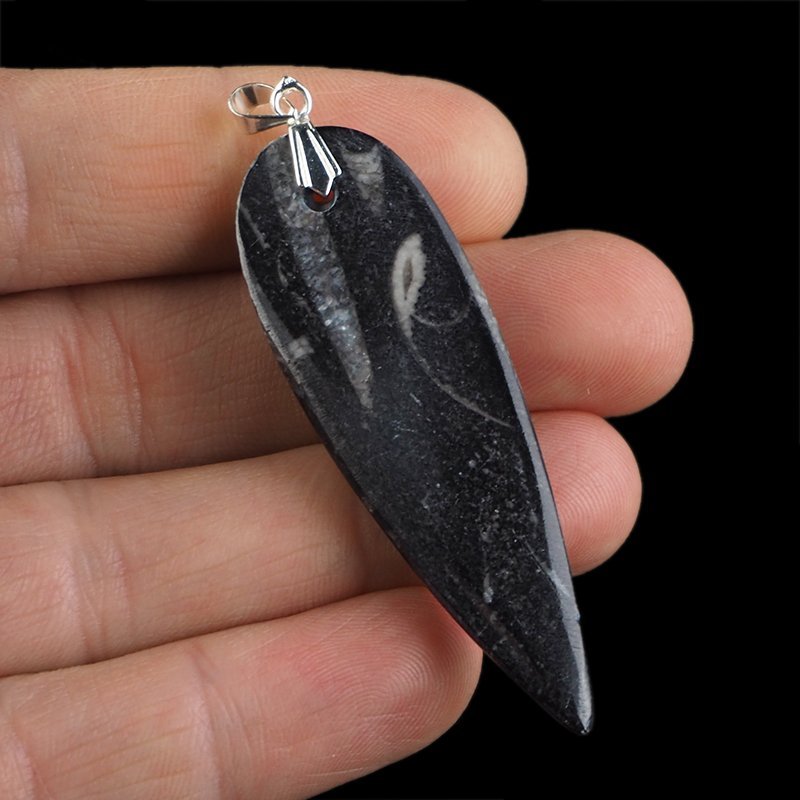 ORTHOCERAS - WISIOREK - 66 mm - DEWON - 390 MLN LAT