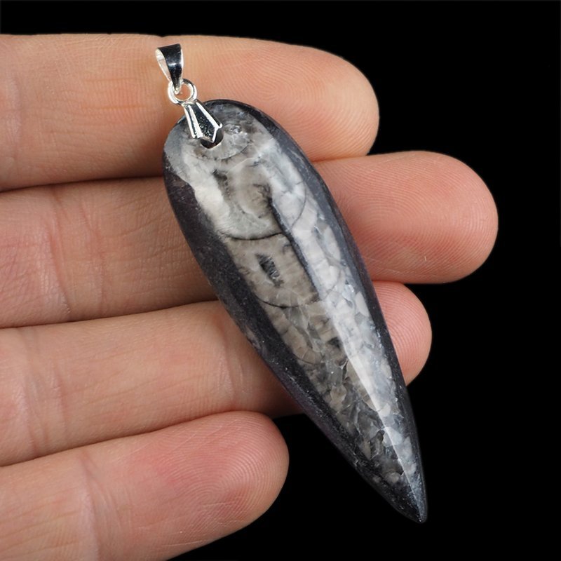 ORTHOCERAS - WISIOREK - 66 mm - DEWON - 390 MLN LAT