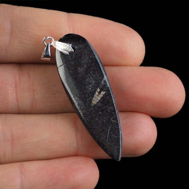 ORTHOCERAS - WISIOREK - 52 mm - DEWON - 390 MLN LAT