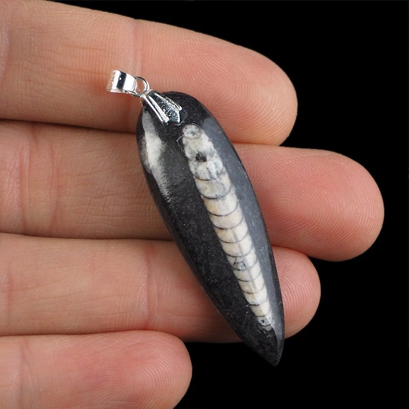 ORTHOCERAS - WISIOREK - 52 mm - DEWON - 390 MLN LAT