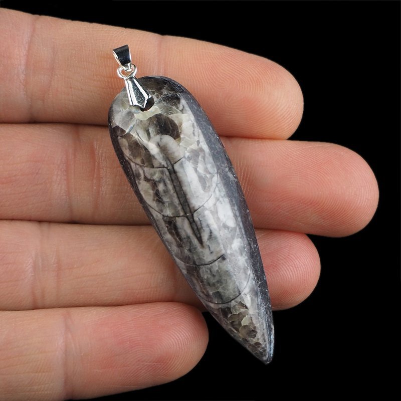 ORTHOCERAS - WISIOREK - 63 mm - DEWON - 390 MLN LAT