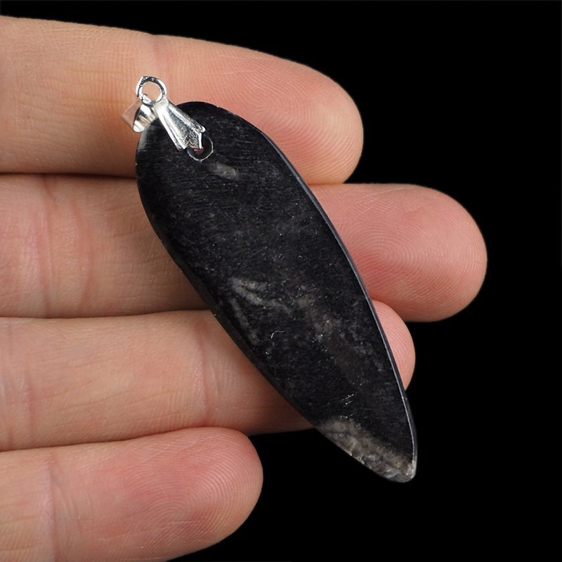 ORTHOCERAS - WISIOREK - 61 mm - DEWON - 390 MLN LAT